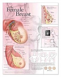 Female Breast Anatomy Anatomical Chart (Chart)