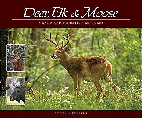 Deer, Elk & Moose: Grand and Majestic Creatures (Paperback)