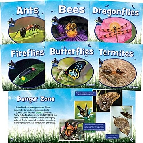 Insects (Big Buddy Books) (Set) (Library Binding)