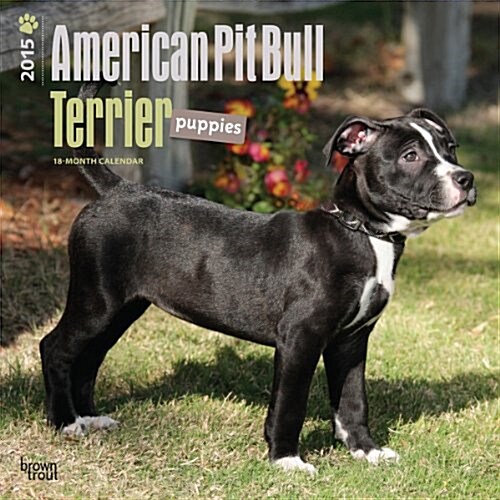 American Pit Bull Terrier Puppies 18-Month 2015 Calendar (Paperback, Wall)