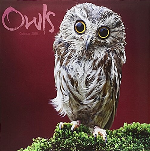 Owls 2015 Wall Calendar (Wall)