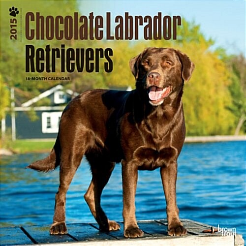 Choc Labrador Retrievers Wall Cal 2015 (Paperback)