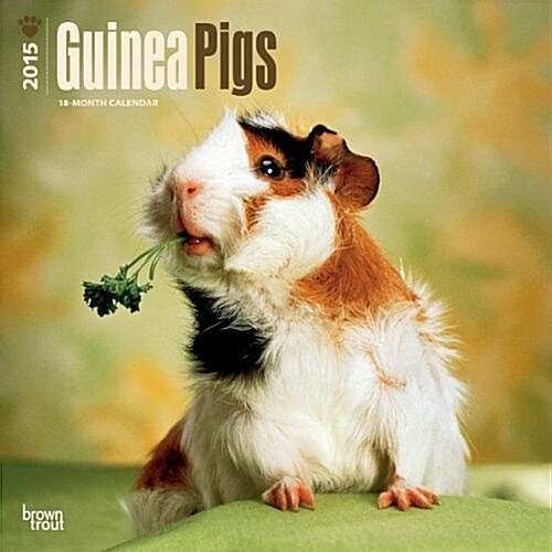 Guinea Pigs Wall Calendar 2015 (Paperback)