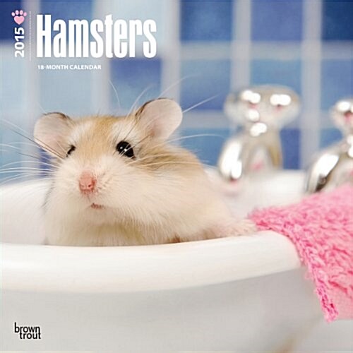 Hamsters Wall Calendar 2015 (Paperback)