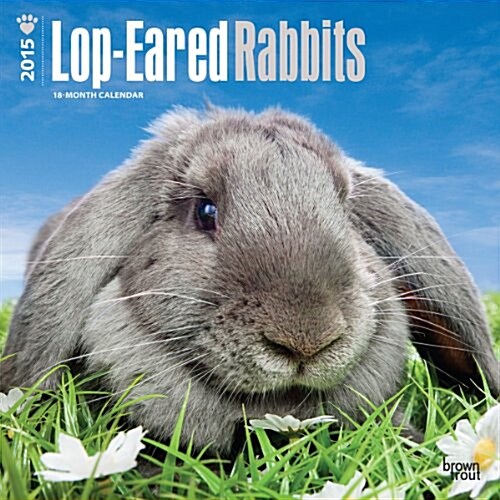 Lop-Eared Rabbits 2015 Wall (Paperback)