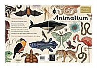 Animalium (Hardcover)