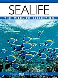 Sealife (Paperback)