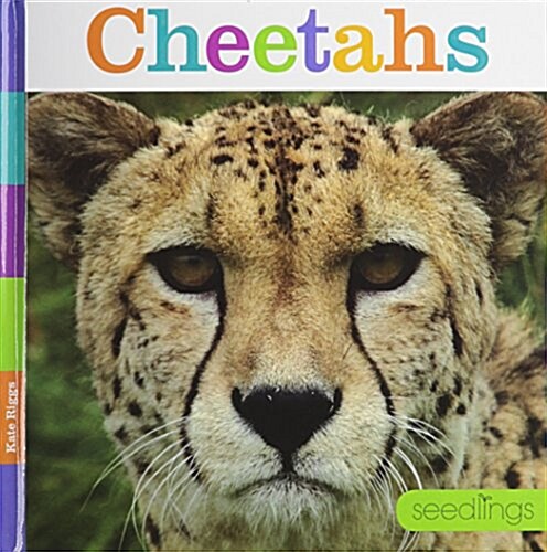 Cheetahs (Library Binding)