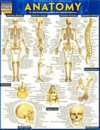 Anatomy - Reference Guide (8.5 X 11): A Quickstudy Reference Tool (Hardcover)