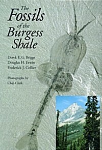 The Fossils of the Burgess Shale (Paperback)