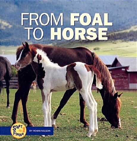 From Foal to Horse (Paperback)