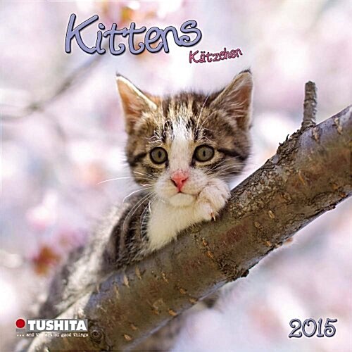 Cats / Kittens 2015 (Paperback)