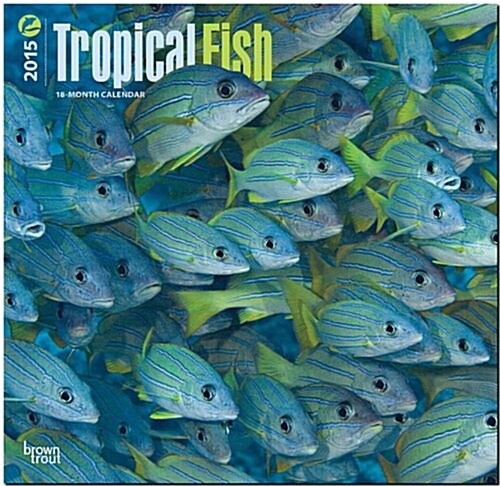 Tropical Fish 2015 18-Month Calendar (Paperback, Wall)