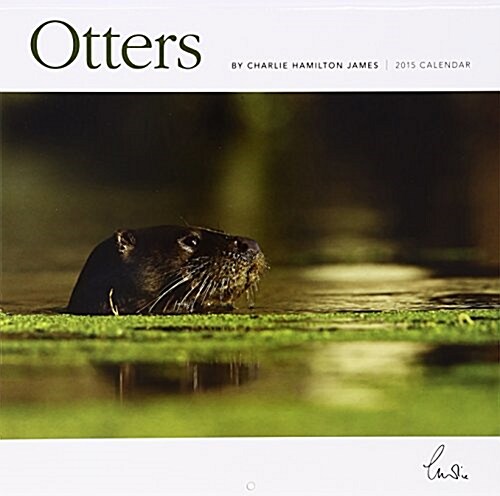 Otters 2015 Wall Calendar (Wall)