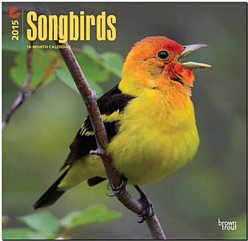 Songbirds 2015 18-Month Calendar (Paperback, Wall)