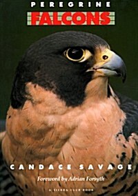 Peregrine Falcons (Paperback)