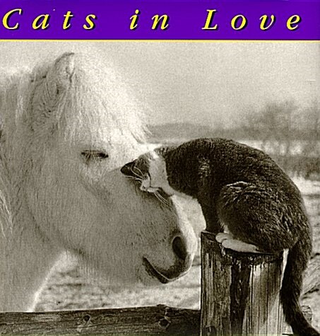 Cats In Love (Hardcover)
