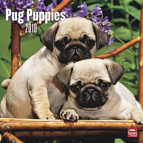 Pug Puppies 2010 Square Wall (Calendar, Wal)