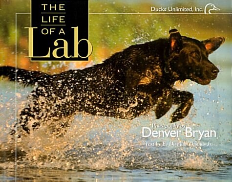 The Life of a Lab (Hardcover, 1st)