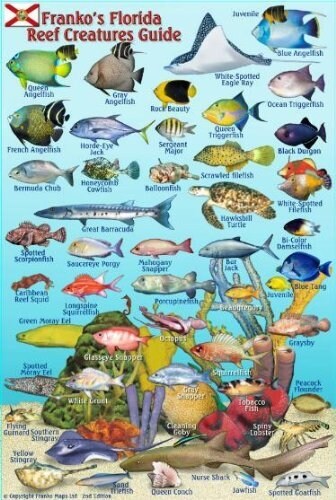 Florida Reef Creatures Guide Laminated Fish Card (4 x 6) (Map)