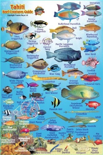 Tahiti Reef Creatures Guide Laminated Fish Card (4 x 6) (Map)