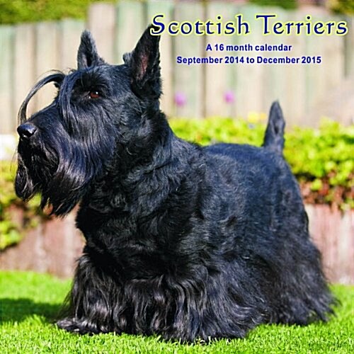 Scottish Terriers Calendar - 2015 Wall calendars - Dog Calendars - Monthly Wall Calendar by Magnum (Audio CD)