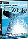 [중고] 와일드라이프 스페셜 : 혹등고래