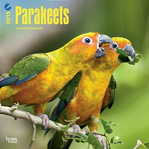 Parakeets 2015 Calendar (Paperback, Wall)