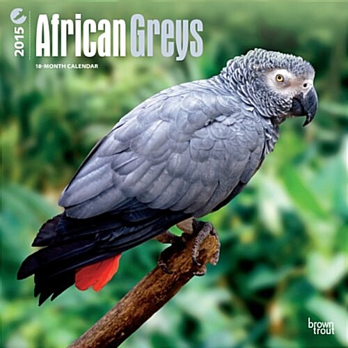 African Greys 2015 Calendar (Paperback, Wall)