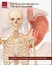 The Illustrated Atlas of Human Anatomy: A Collection of 25 Anatomical Charts of the Human Body (Paperback)