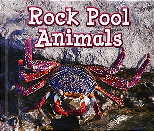 Rock Pool Animals (Hardcover)