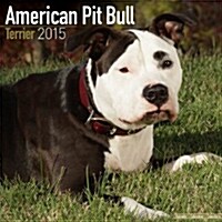 American Pit Bull Terrier 2015