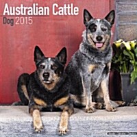 Australian Cattle Dog 2015