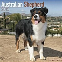Australian Shepherd 2015