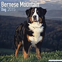 Bernese Mountain Dog 2015