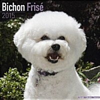 Bichon Frise 2015