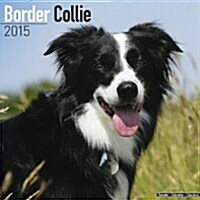 Border Collie 2015