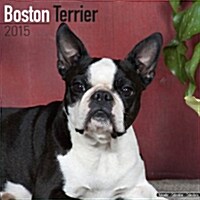 Boston Terrier 2015