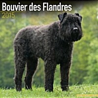 Bouvier des Flandres 2015