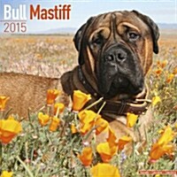 Bull Mastiff 2015