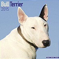 Bull Terrier 2015