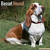 Basset Hound 2015