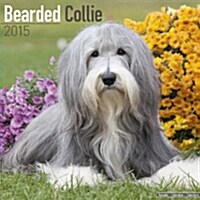 Bearded Collie 2015