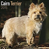 Cairn Terrier 2015