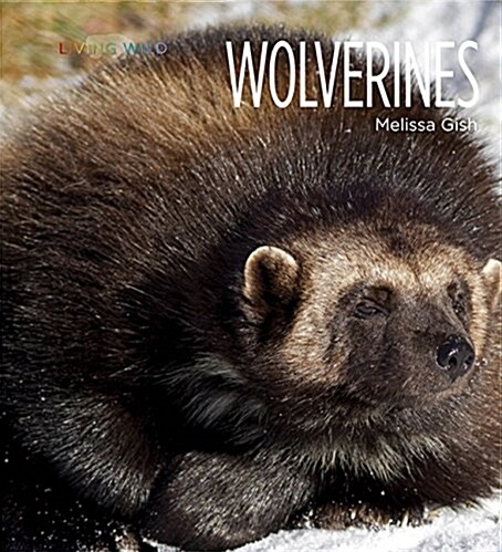 Living Wild: Wolverines (Paperback)