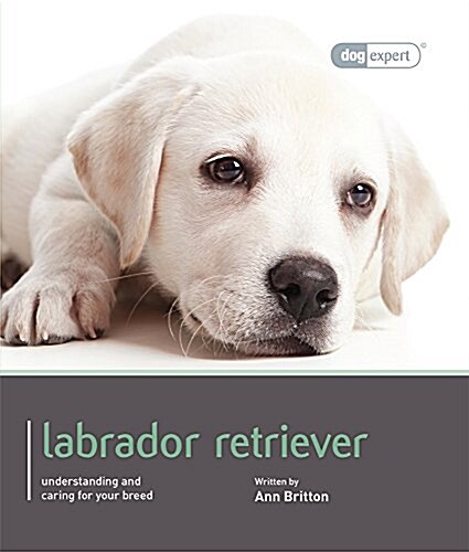 Labrador - Dog Expert (Paperback)