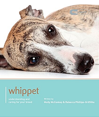 Whippet - Dog Expert (Paperback)
