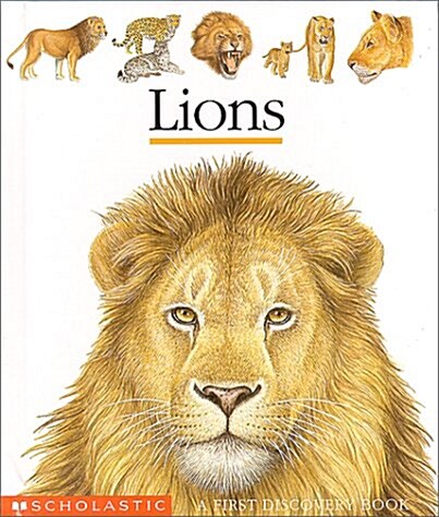 Lions (Board Book)