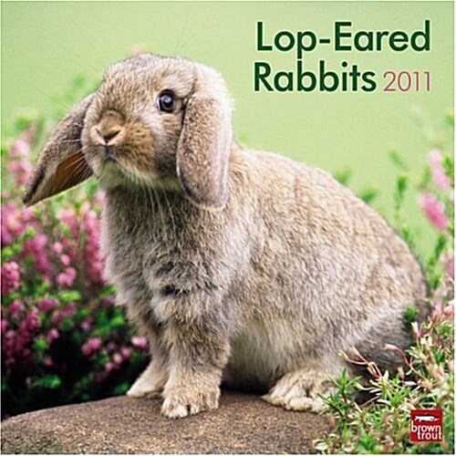 Lop-Eared Rabbits 2011 Square 12X12 Wall Calendar (Calendar, Wal Mul)