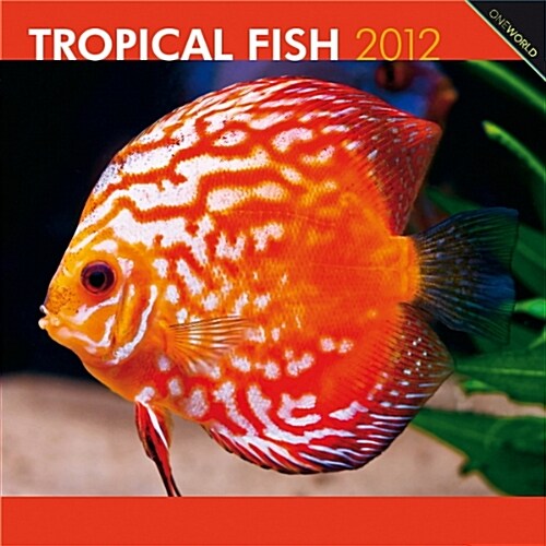 Tropical Fish 2012 Square 12X12 Wall Calendar (Calendar, Wal)